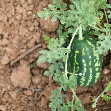 Leano Agriresort Farma Piazza Armerina